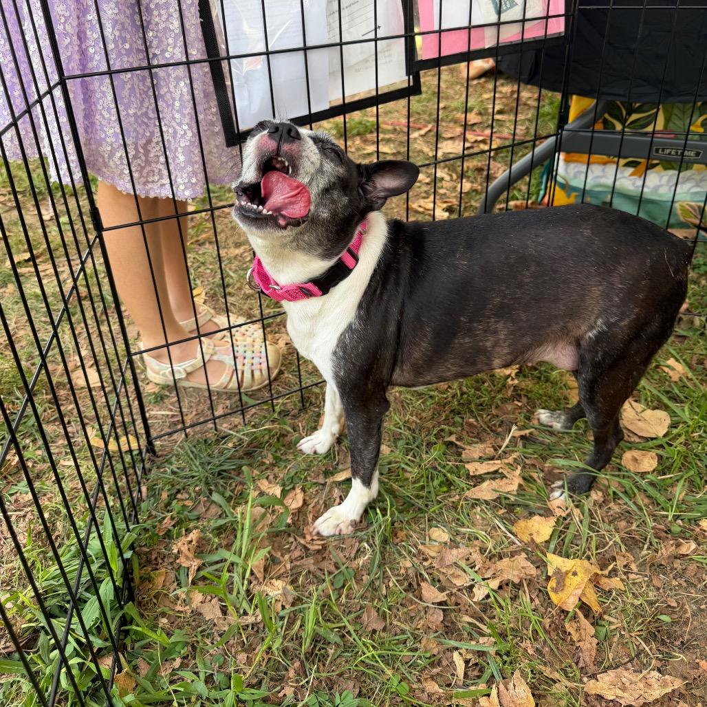 Enlarge Ethel, a Adoptable Boston Terrier in West Chester, PA image 5/6