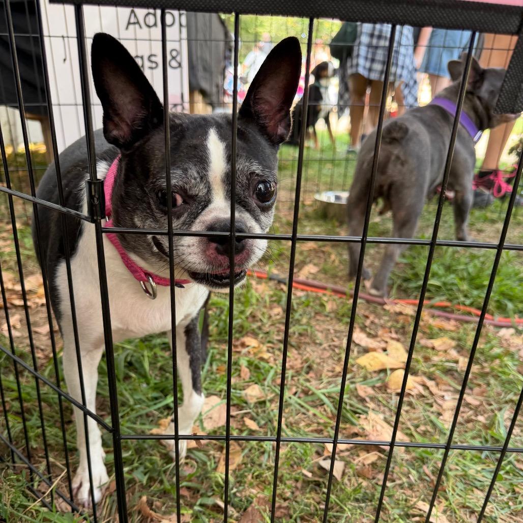 Enlarge Ethel, a Adoptable Boston Terrier in West Chester, PA image 6/6