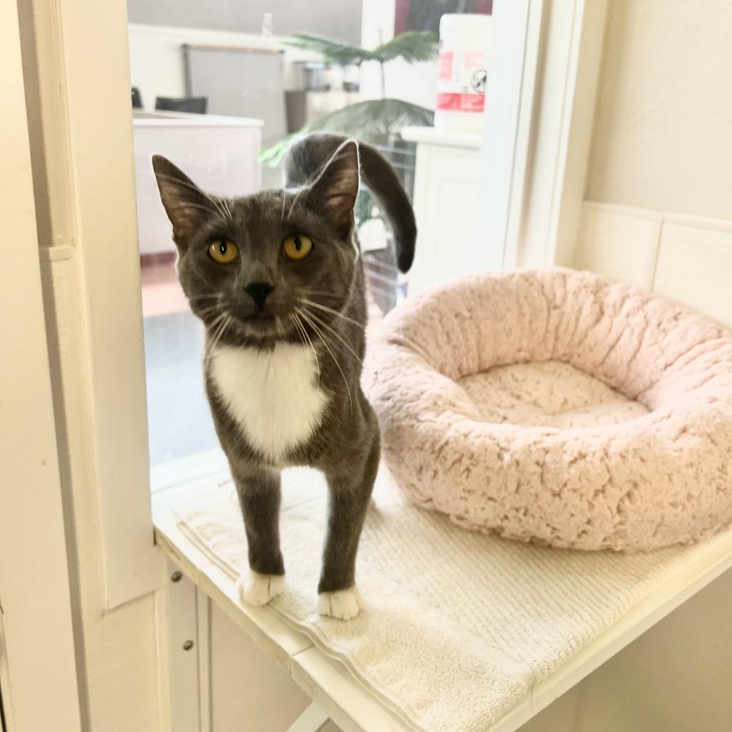 Ruthie, Adoptable, Young Female Domestic Short Hair.