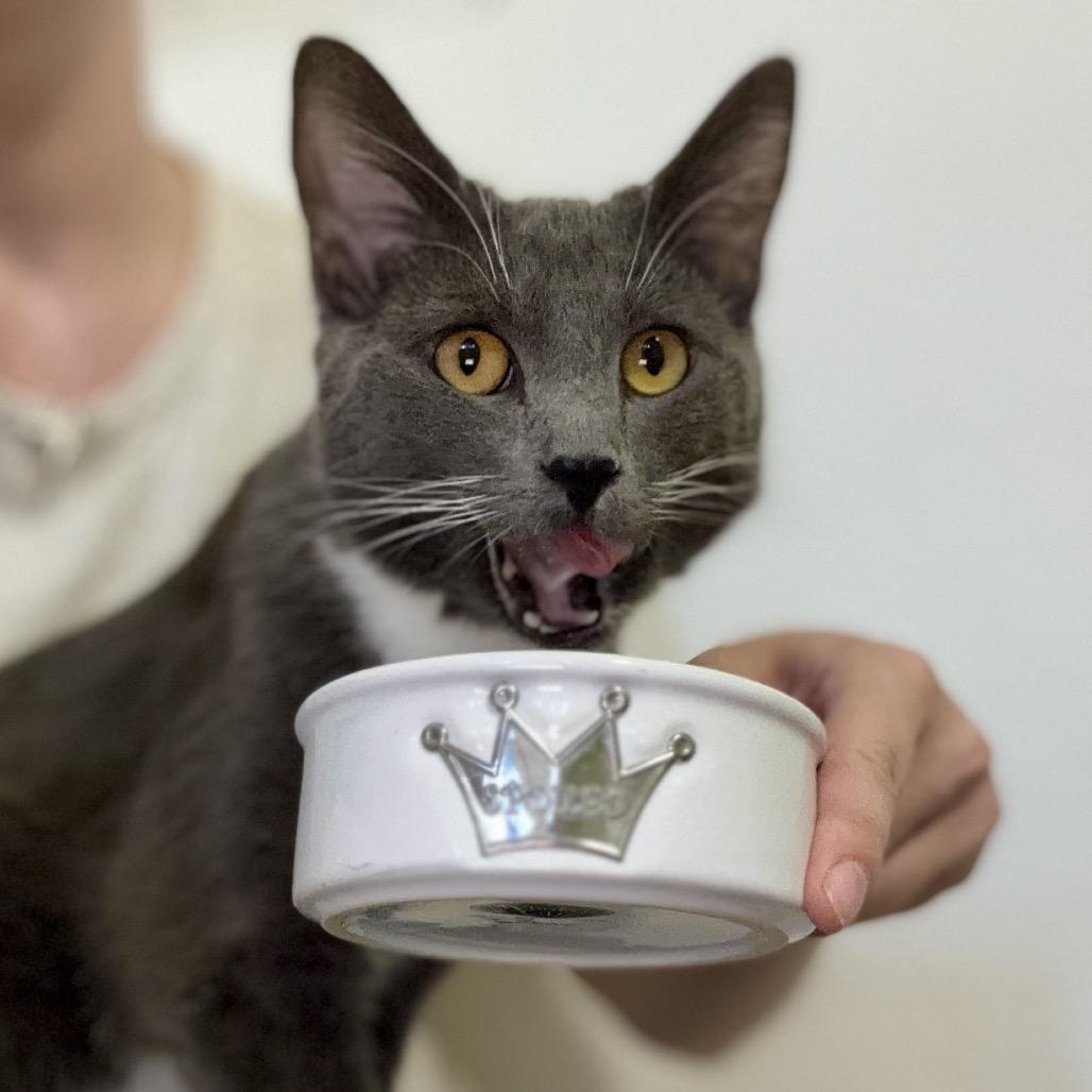 Ruthie, a Adoptable Domestic Short Hair in Glenwood Springs, CO image 2/6