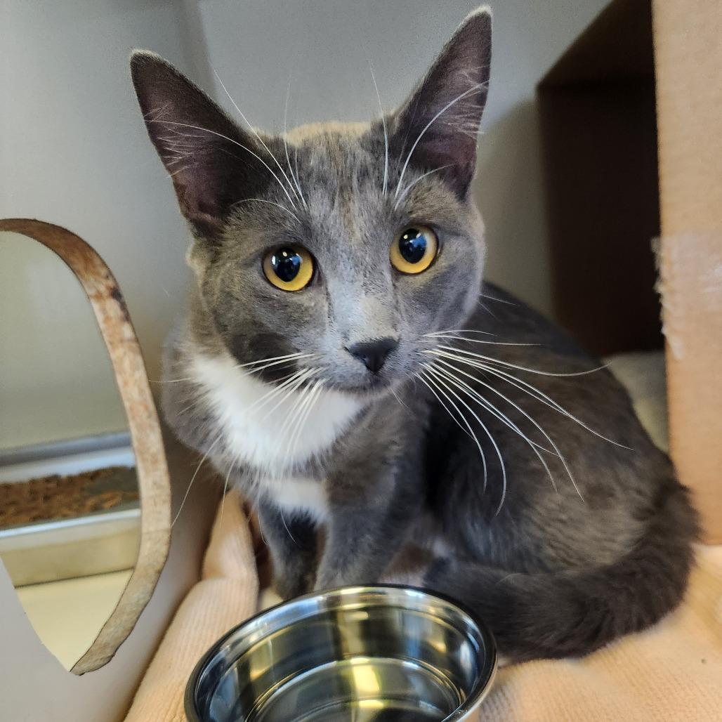 Ruthie, a Adoptable Domestic Short Hair in Glenwood Springs, CO image 3/6