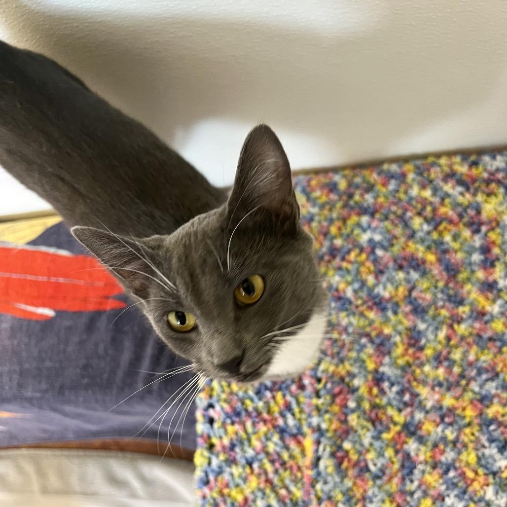 Ruthie, a Adoptable Domestic Short Hair in Glenwood Springs, CO image 4/6