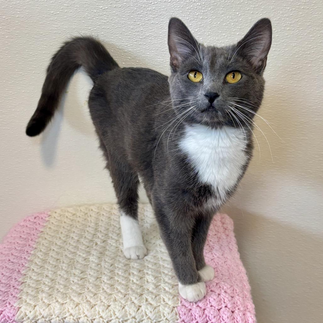 Ruthie, a Adoptable Domestic Short Hair in Glenwood Springs, CO image 5/6