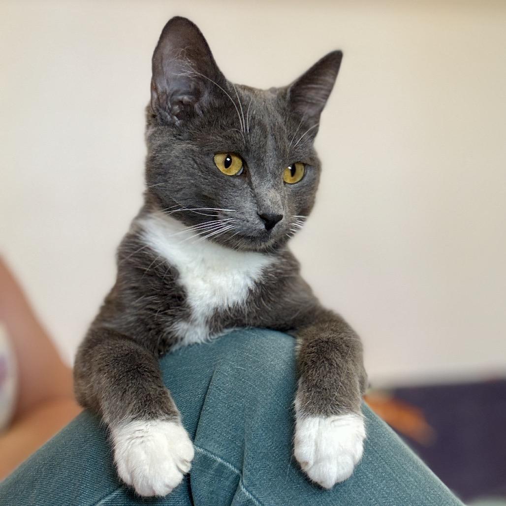 Ruthie, a Adoptable Domestic Short Hair in Glenwood Springs, CO image 6/6