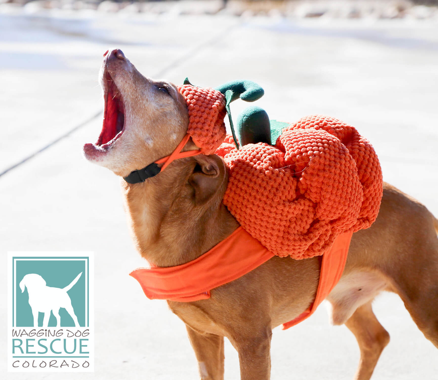 Enlarge Pumpkin, a Adopted mixed breed in Denver, CO image 3/5