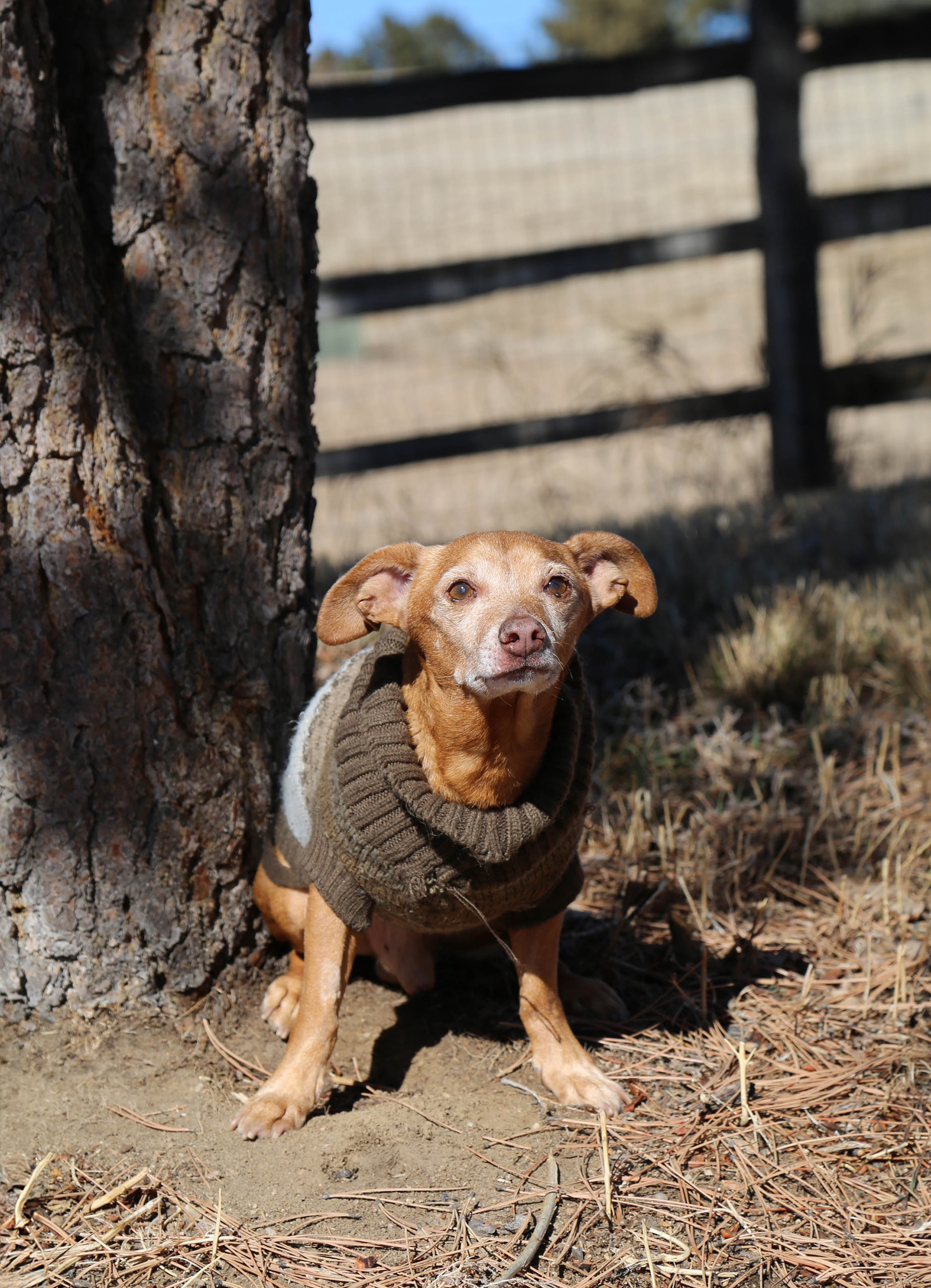 Enlarge Pumpkin, a Adopted mixed breed in Denver, CO image 4/5