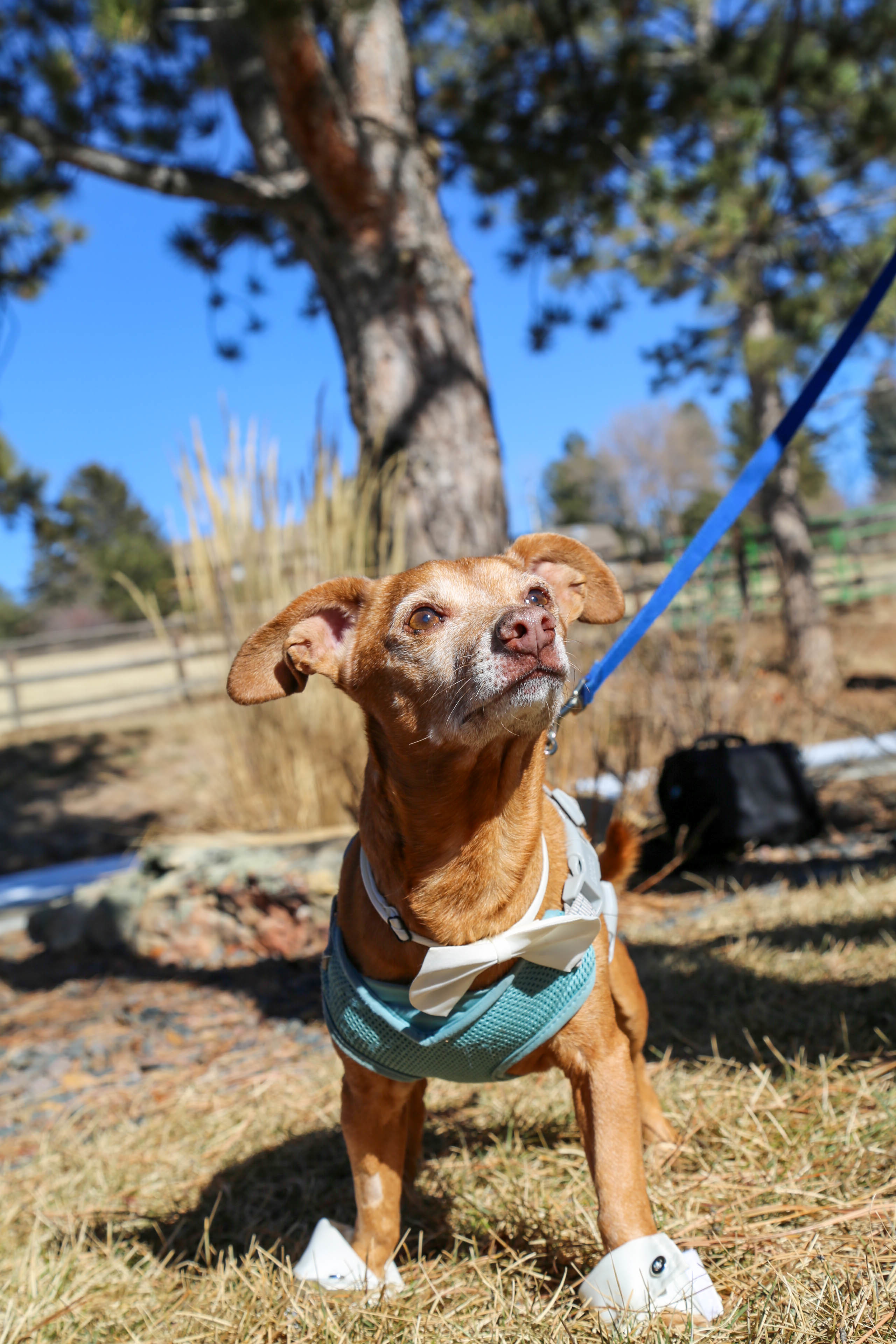 Enlarge Pumpkin, a Adopted mixed breed in Denver, CO image 5/5
