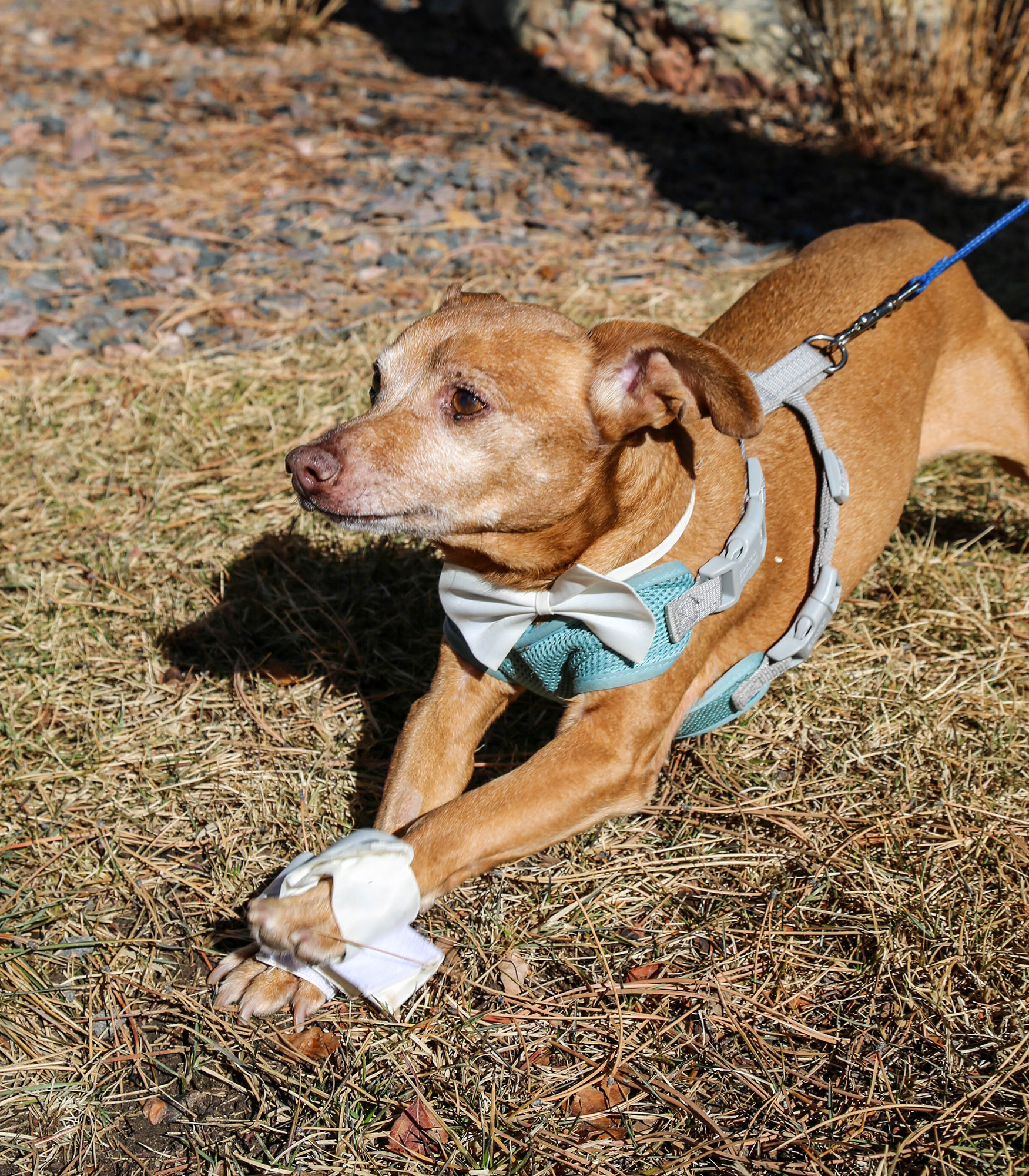 Enlarge Pumpkin, a Adopted mixed breed in Denver, CO image 2/5