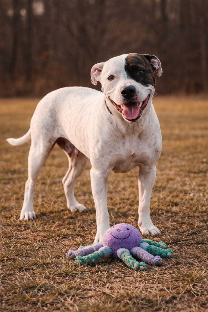 Enlarge Phoenix, a Adoptable mixed breed in Mountain Home, AR image 1/1