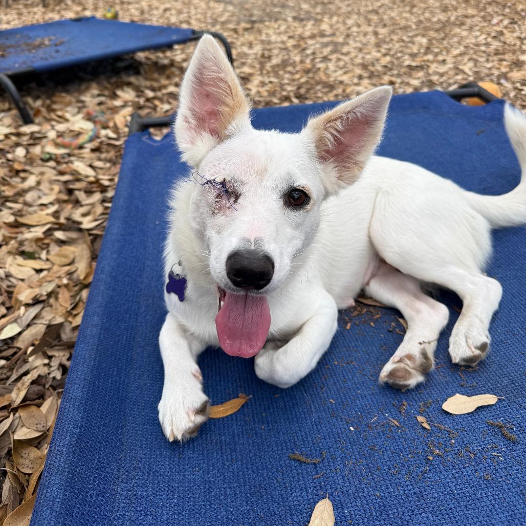 Mystic, Adoptable, Young Female Border Collie & Chihuahua.