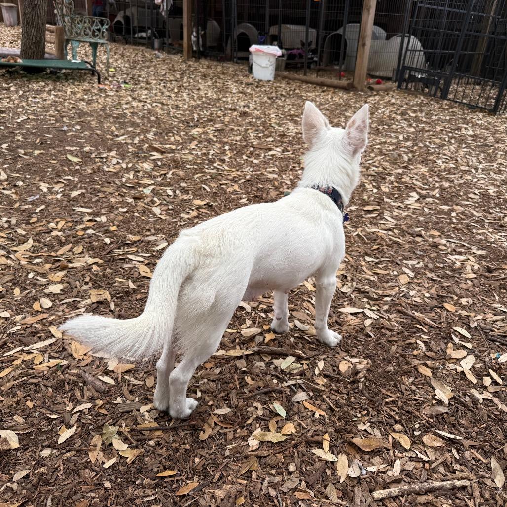 Enlarge Mystic, a Adoptable mixed breed in Boerne, TX image 2/5