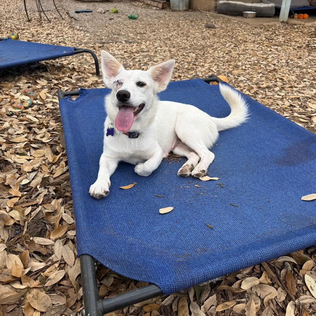 Enlarge Mystic, a Adoptable mixed breed in Boerne, TX image 3/5