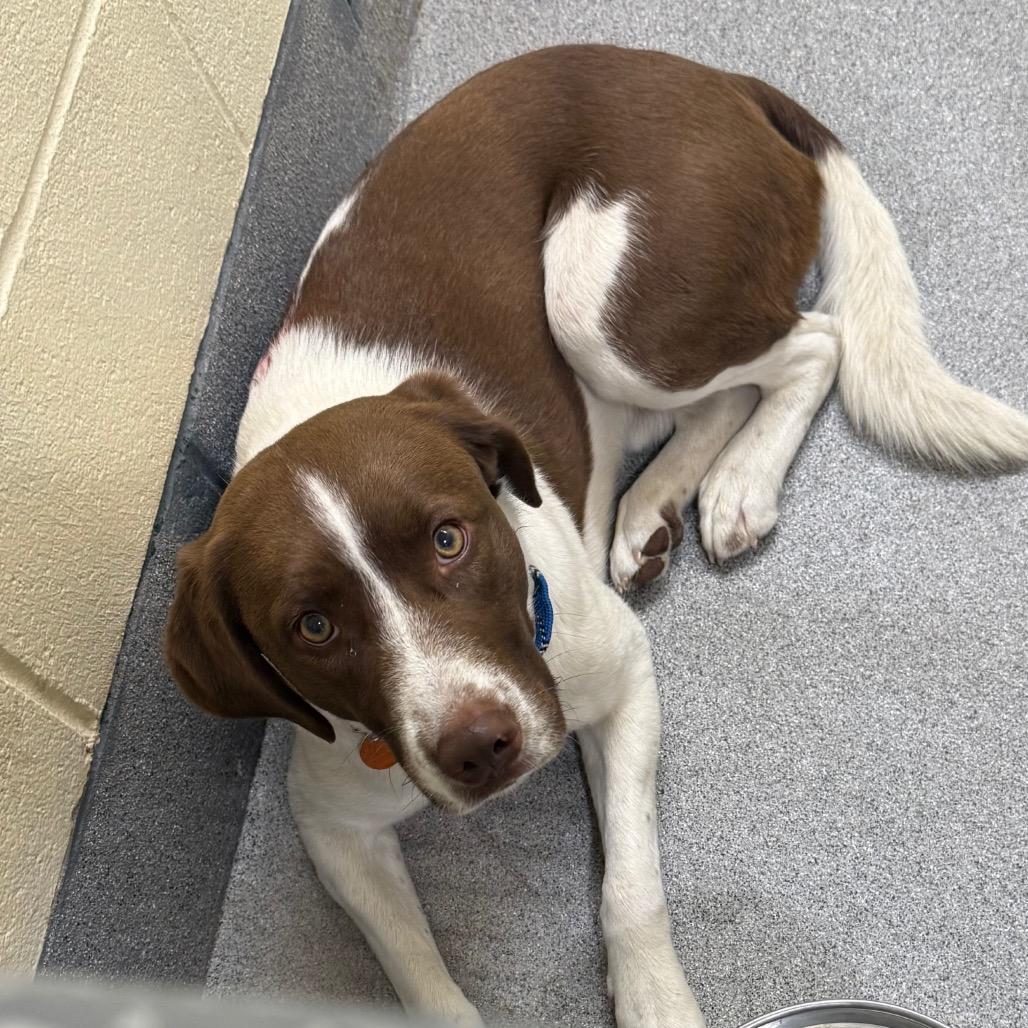 Saint, Adoptable, Young Male Mixed Breed.