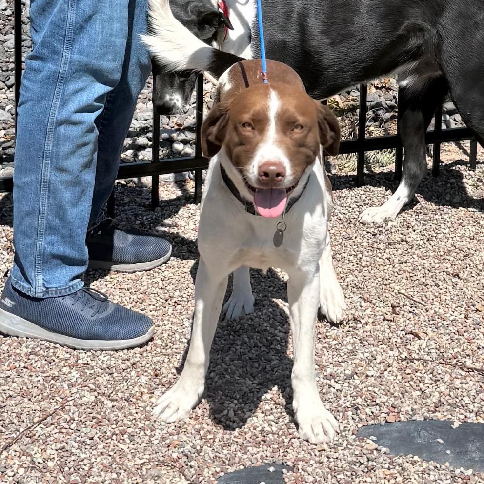 Saint, a Adoptable Mixed Breed in Cedaredge, CO image 2/6