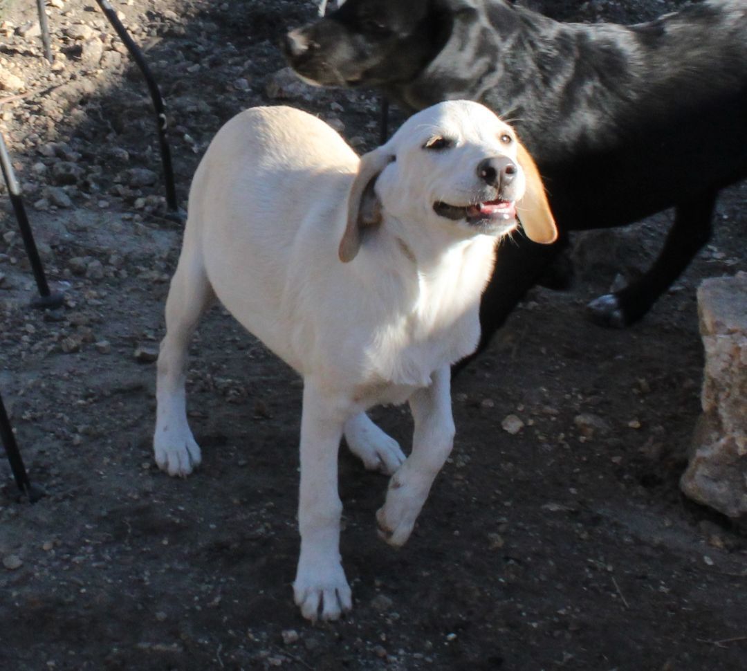 Enlarge Trixie, a Adopted mixed breed in Franklin, AR image 1/5