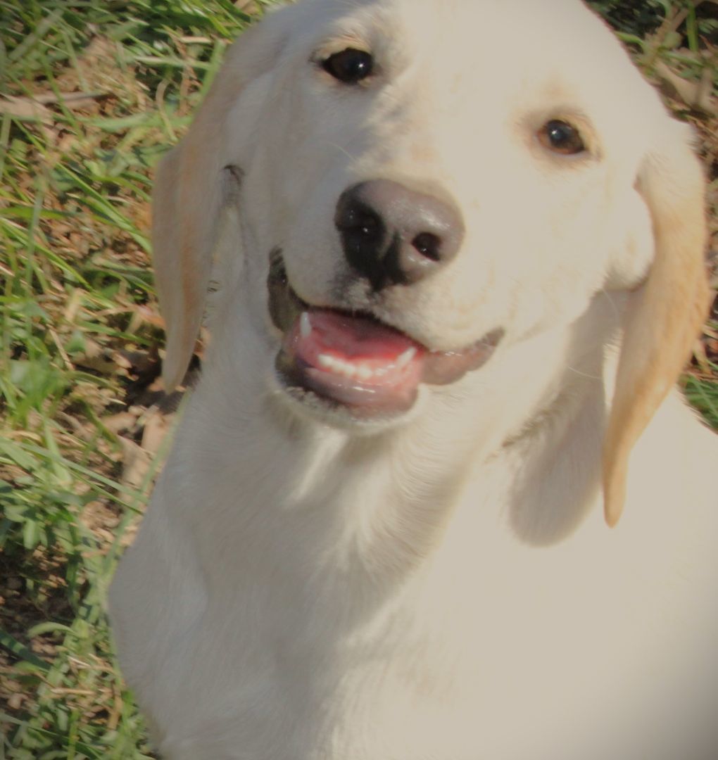 Enlarge Trixie, a Adopted mixed breed in Franklin, AR image 3/5