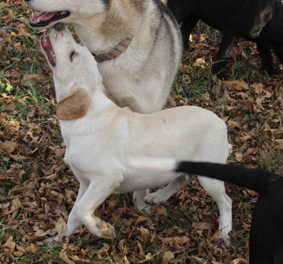 Enlarge Trixie, a Adopted mixed breed in Franklin, AR image 4/5