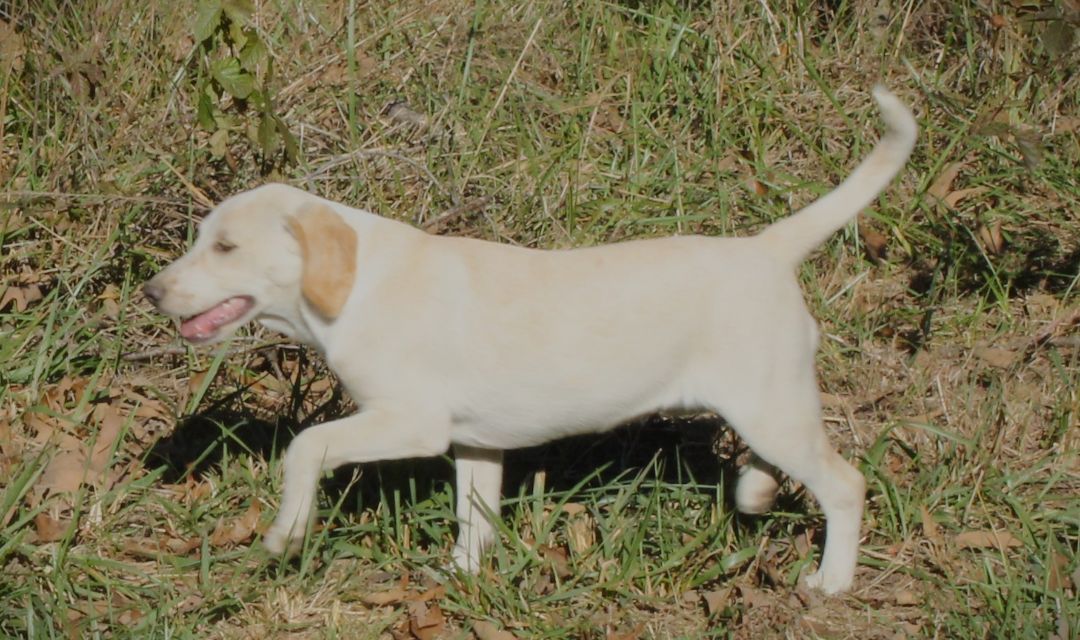 Enlarge Trixie, a Adopted mixed breed in Franklin, AR image 5/5
