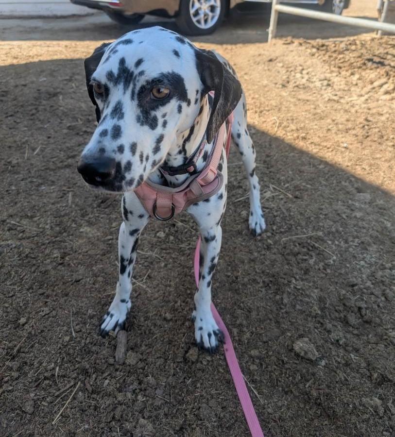 Lucrecia-ADOPTION PENDING