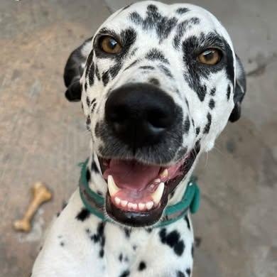 Lucrecia-ADOPTION PENDING