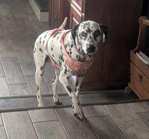 Lucrecia-ADOPTION PENDING