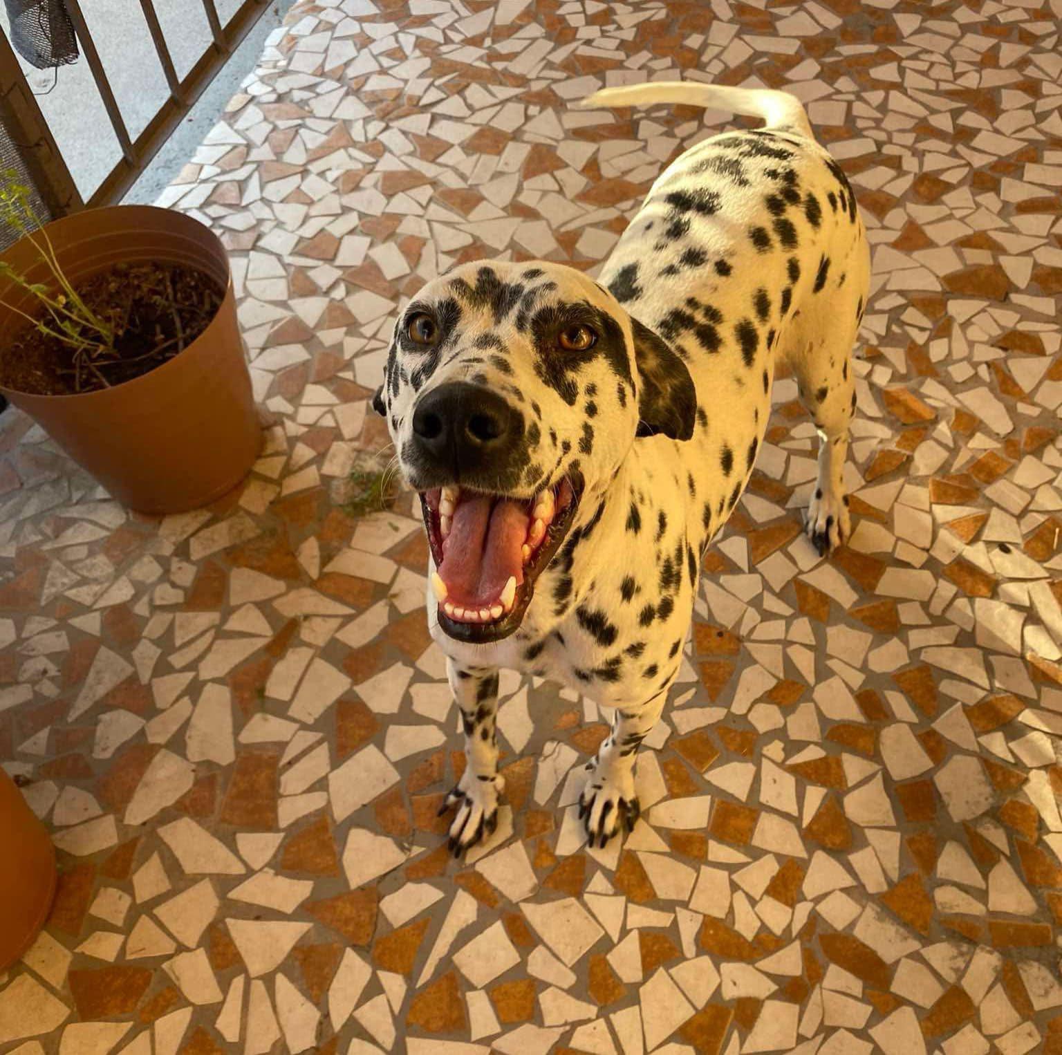 Lucrecia-ADOPTION PENDING