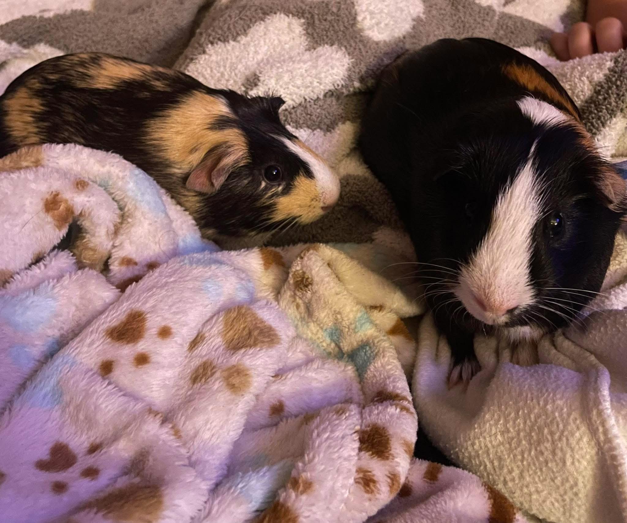 Ben & Jerry , adopted, Young Male Guinea Pig.
