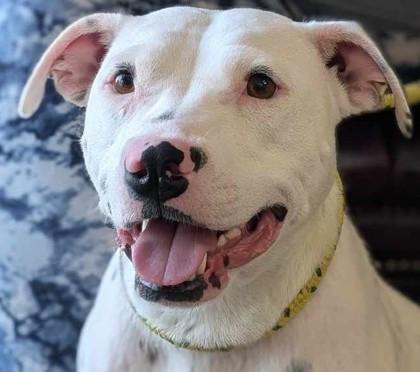 Enlarge Estella, a Adoptable mixed breed in La Harpe, KS image 1/3