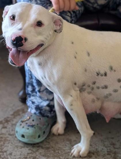 Enlarge Estella, a Adoptable mixed breed in La Harpe, KS image 2/3