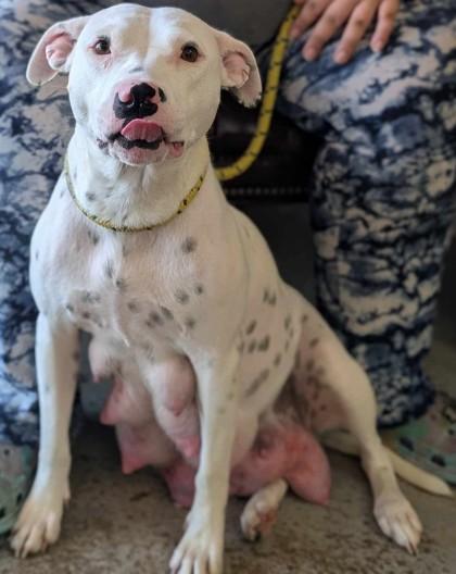 Enlarge Estella, a Adoptable mixed breed in La Harpe, KS image 3/3
