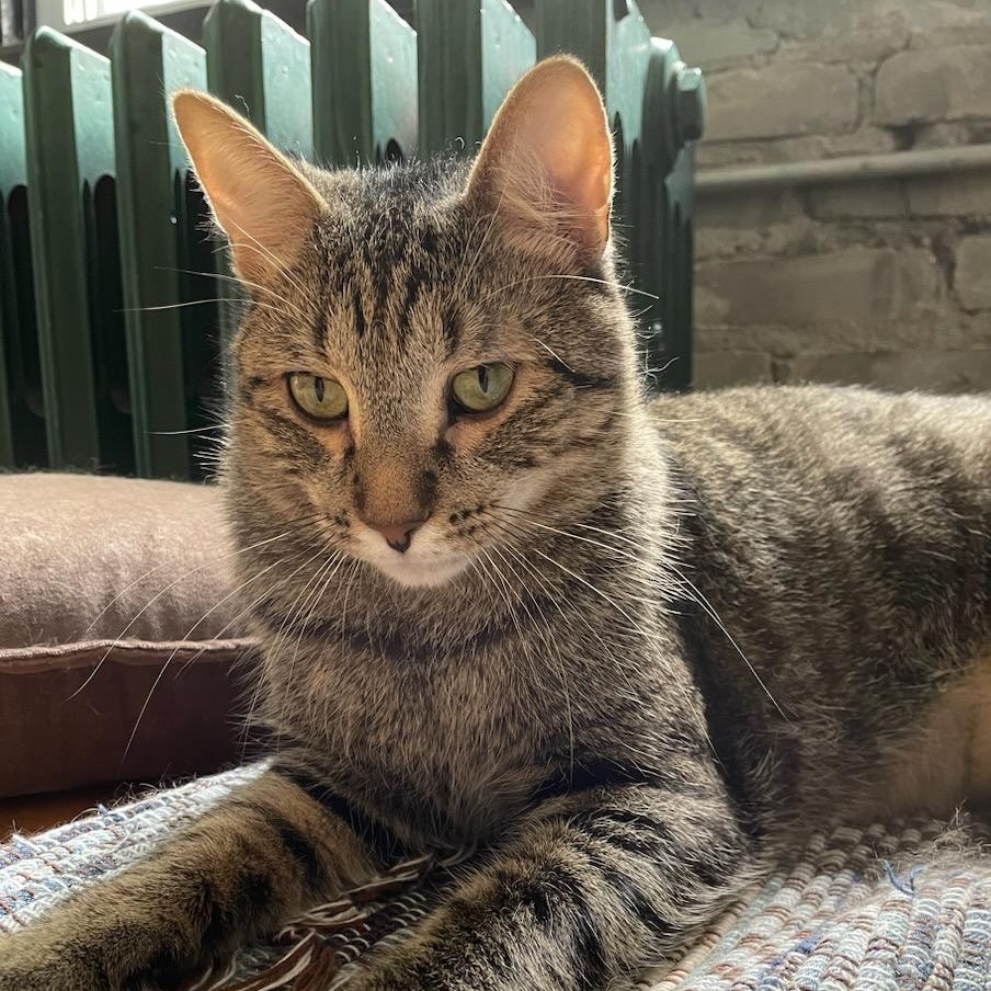 Enlarge Gander, an adopted Domestic Short Hair in Minneapolis, MN image 5/6