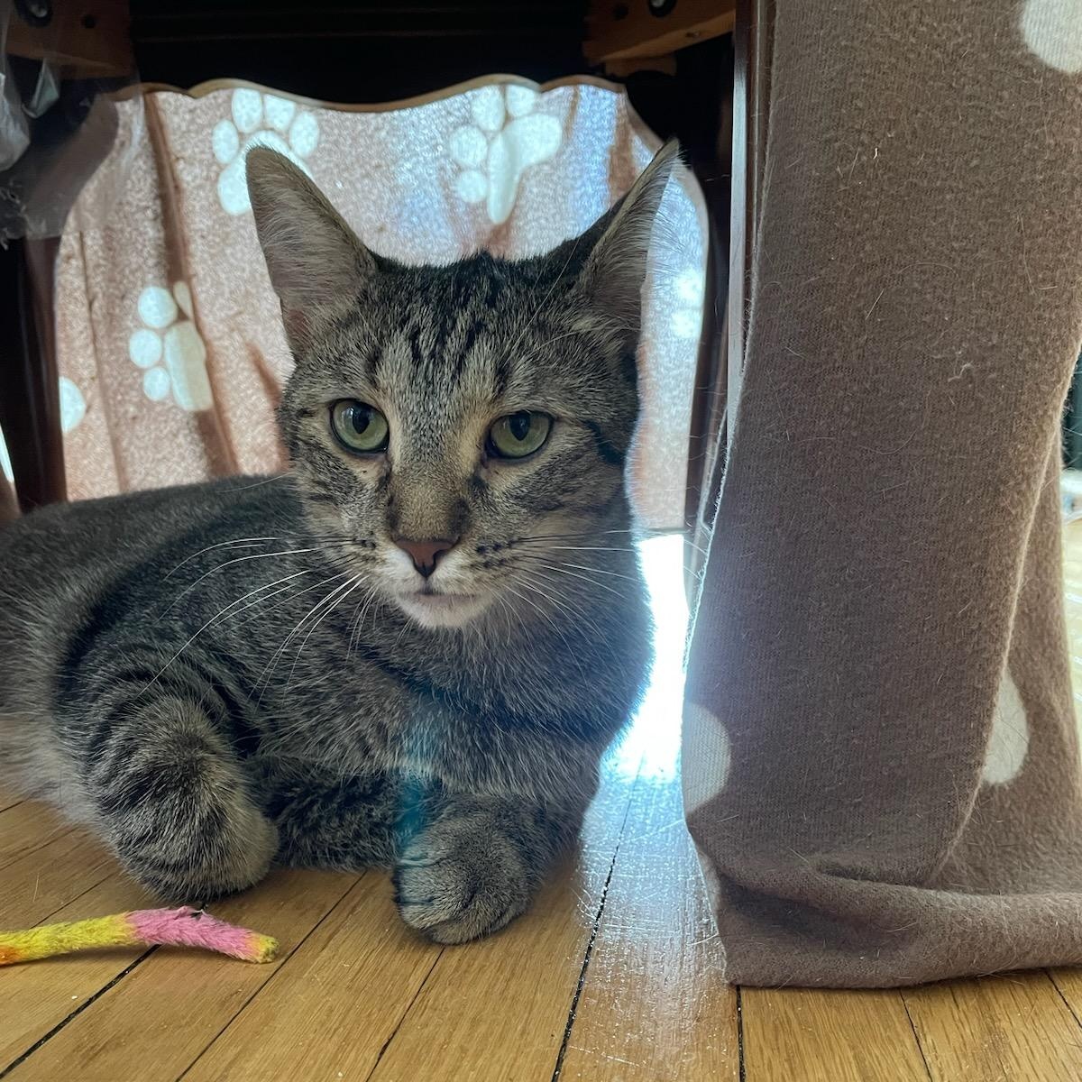 Enlarge Gander, an adopted Domestic Short Hair in Minneapolis, MN image 3/6