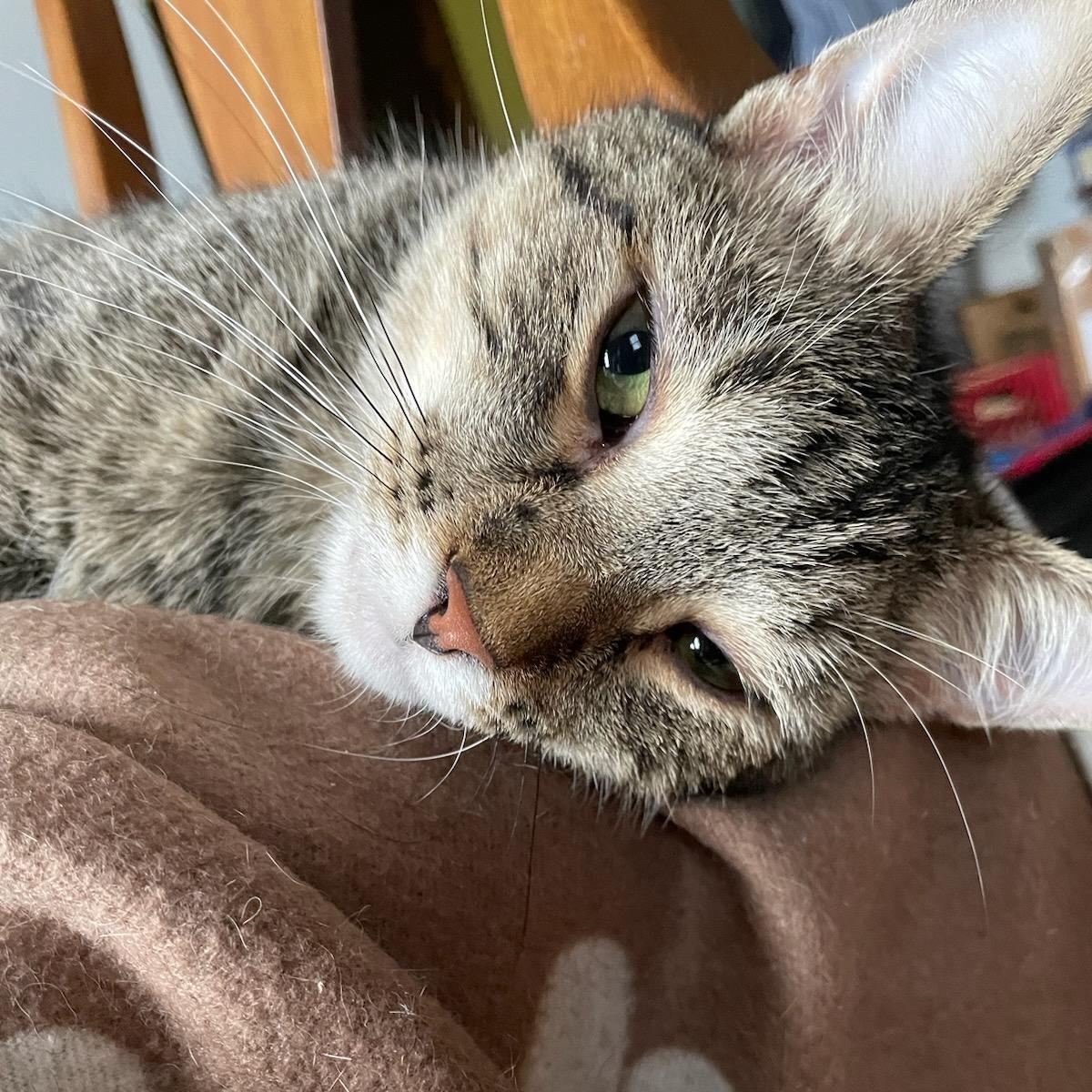 Enlarge Gander, an adopted Domestic Short Hair in Minneapolis, MN image 2/6