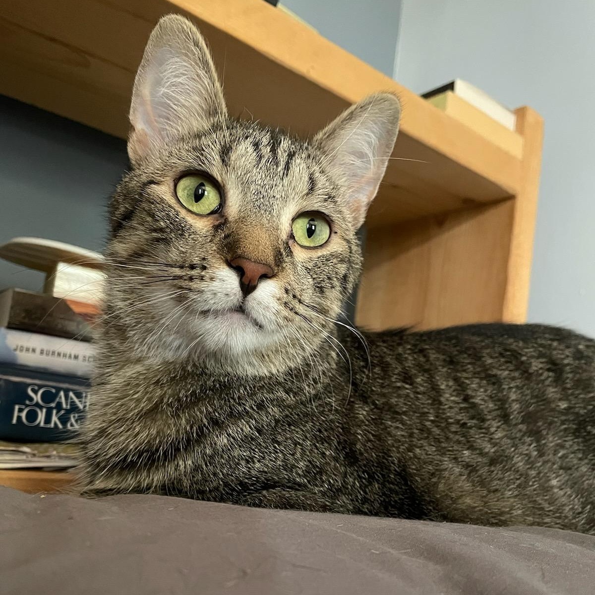 Enlarge Gander, an adopted Domestic Short Hair in Minneapolis, MN image 1/6