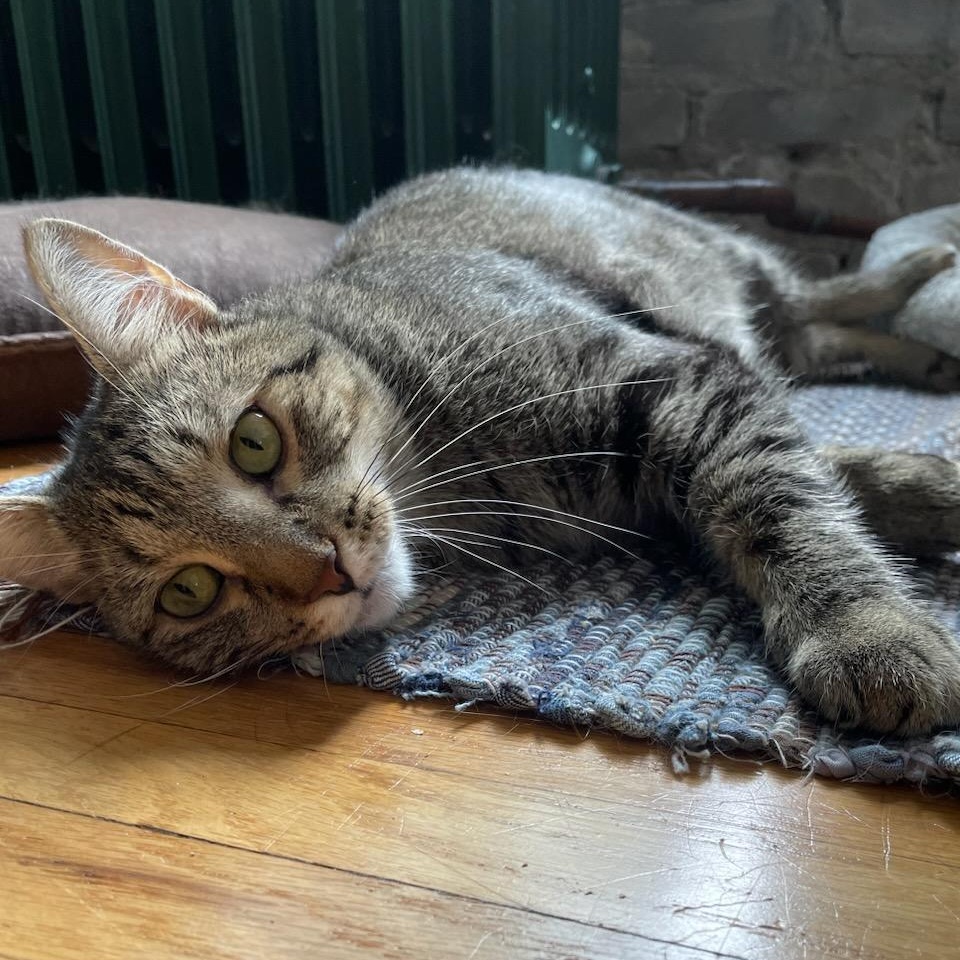 Enlarge Gander, an adopted Domestic Short Hair in Minneapolis, MN image 6/6