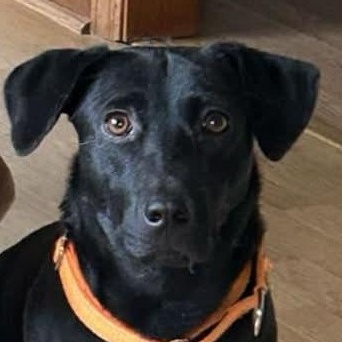 Enlarge Scarlet, a Adoptable mixed breed in Richmond, VA image 1/6