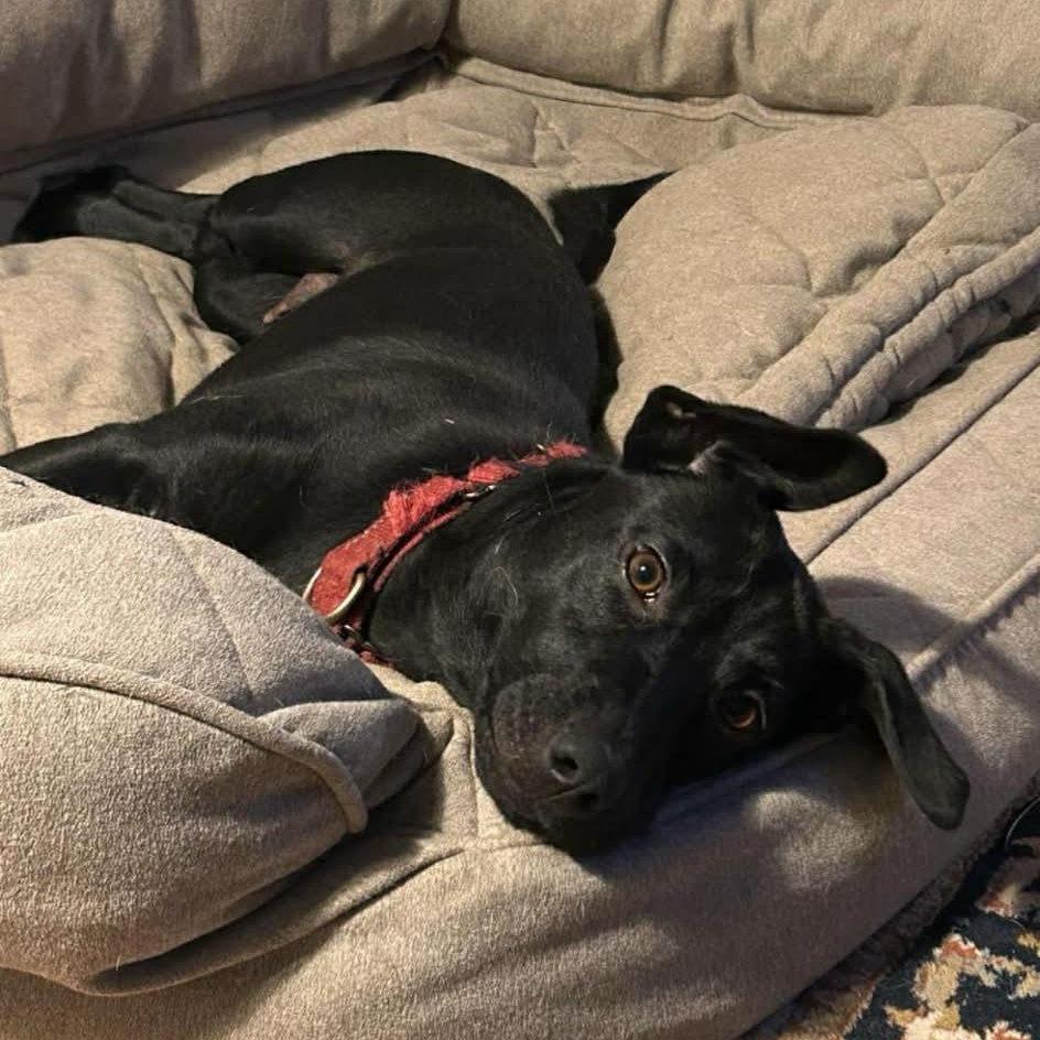 Enlarge Scarlet, a Adoptable mixed breed in Richmond, VA image 4/6