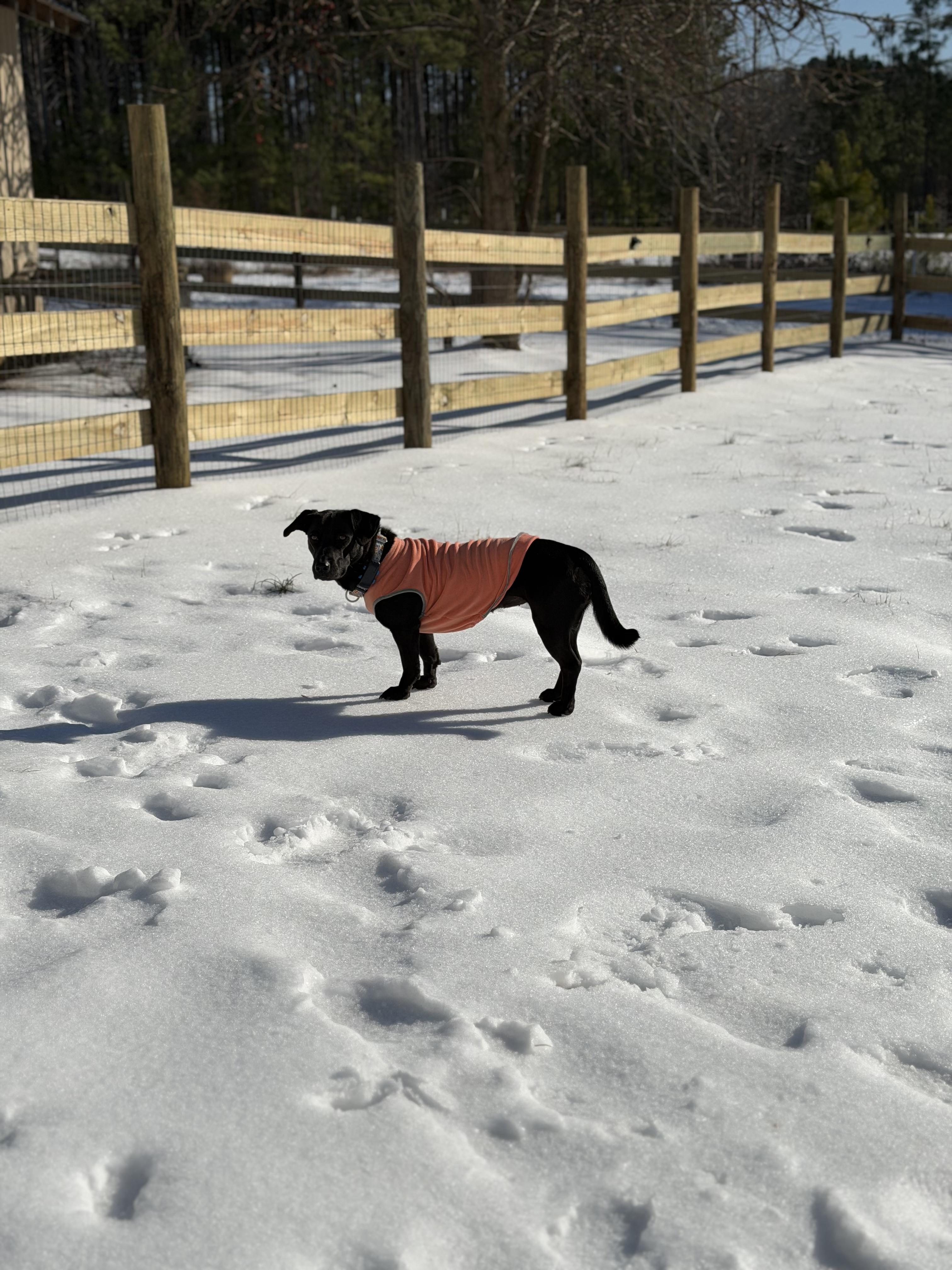 Enlarge Scarlet, a Adoptable mixed breed in Richmond, VA image 5/6