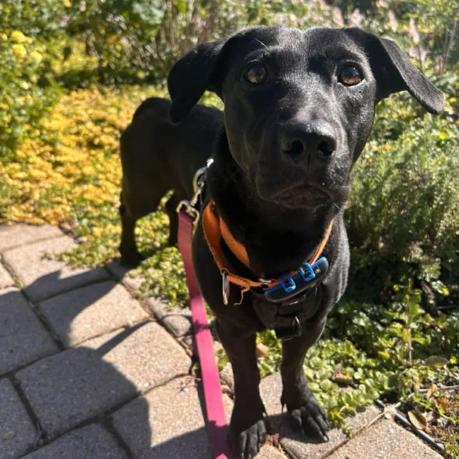 Enlarge Scarlet, a Adoptable mixed breed in Richmond, VA image 2/6