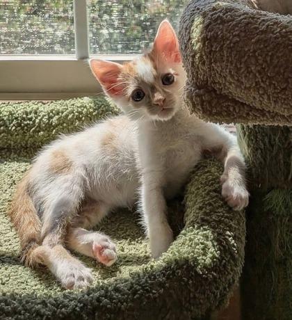 Munchkin, ADOPTABLE, Kitten Male Domestic Short Hair.