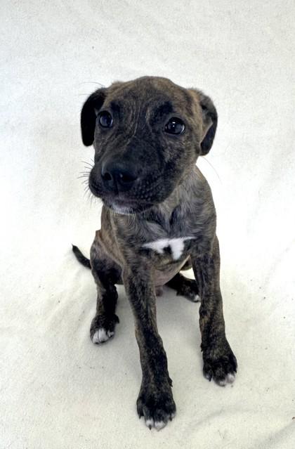 Donnie, Adoptable, Young Male American Bully.