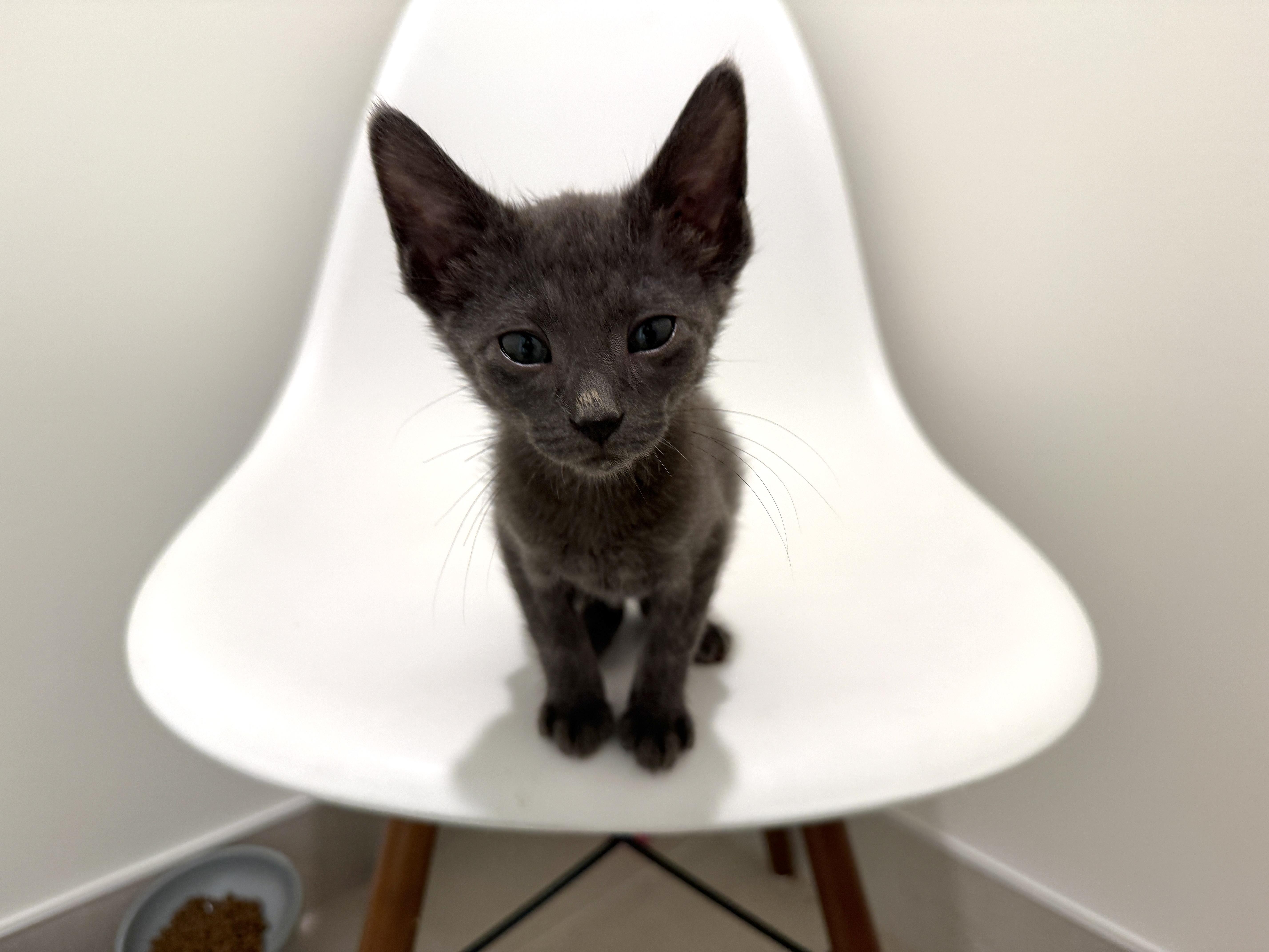 Enlarge Jake, a Adoptable Domestic Short Hair in Evanston, IL image 3/3