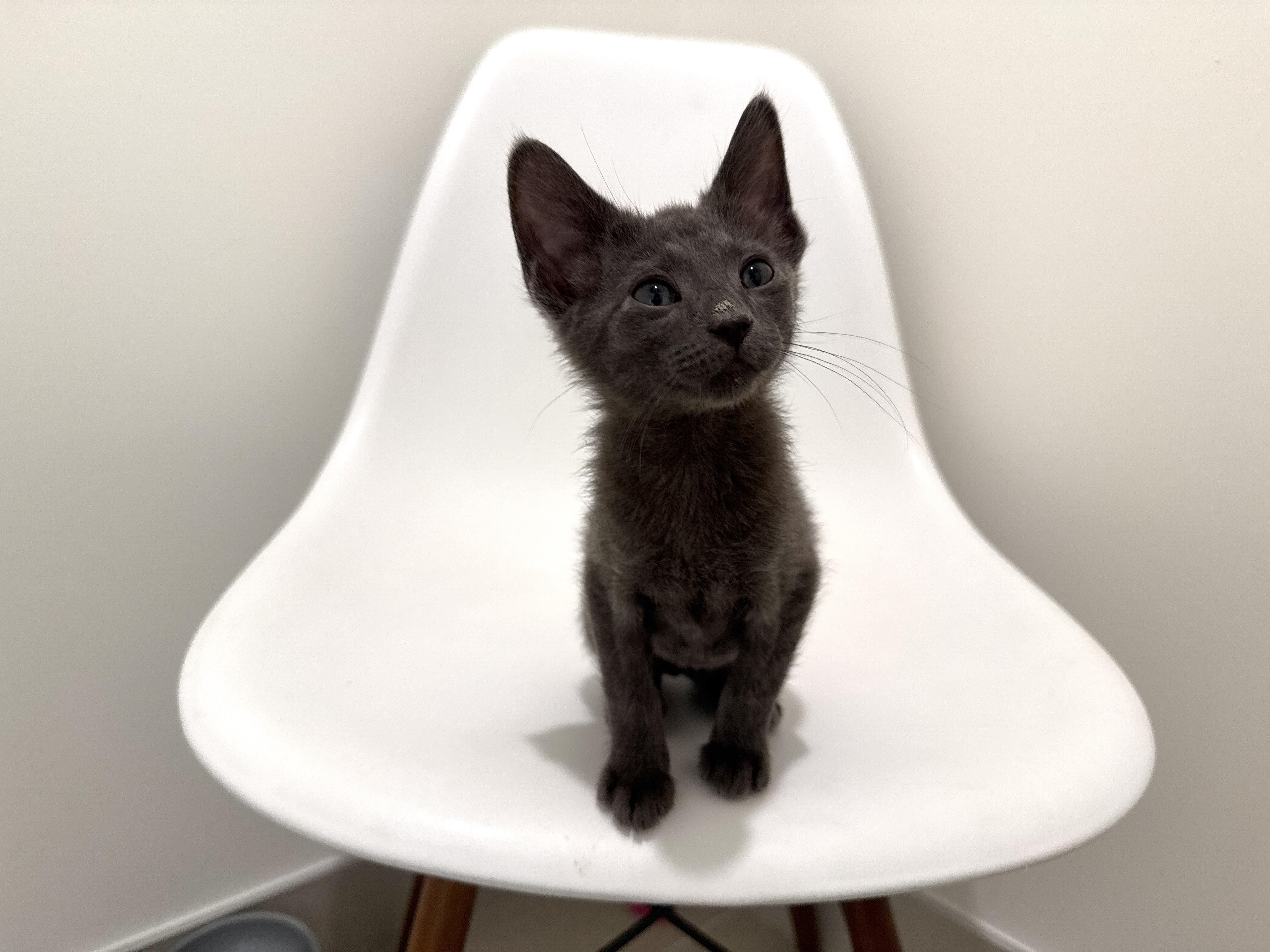 Enlarge Jake, a Adoptable Domestic Short Hair in Evanston, IL image 2/3