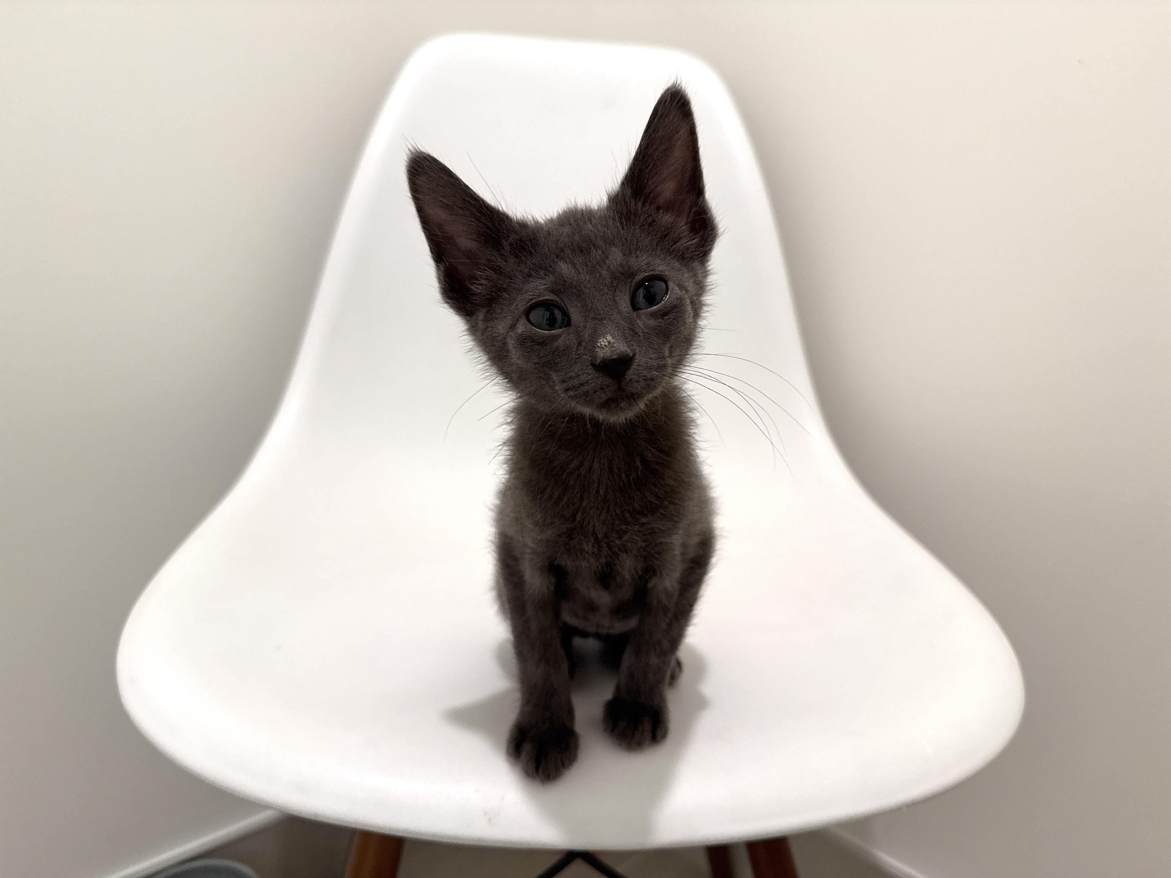 Enlarge Jake, a Adoptable Domestic Short Hair in Evanston, IL image 1/3