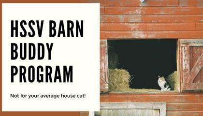 Sprinkles FC, Adoptable, Adult Male Domestic Short Hair & Domestic Short Hair.