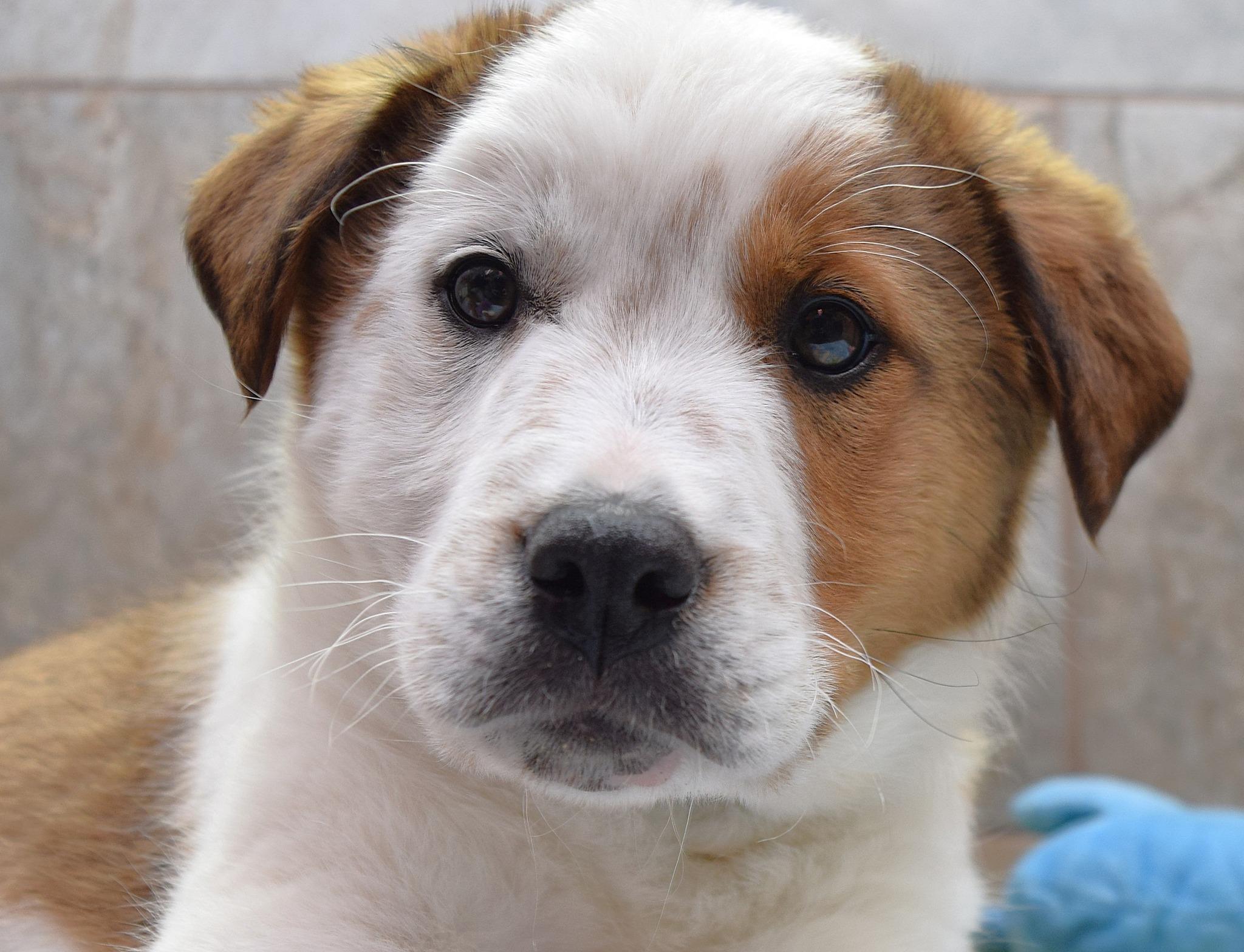 Enlarge Athens, a Adoptable mixed breed in Tomah, WI image 2/4