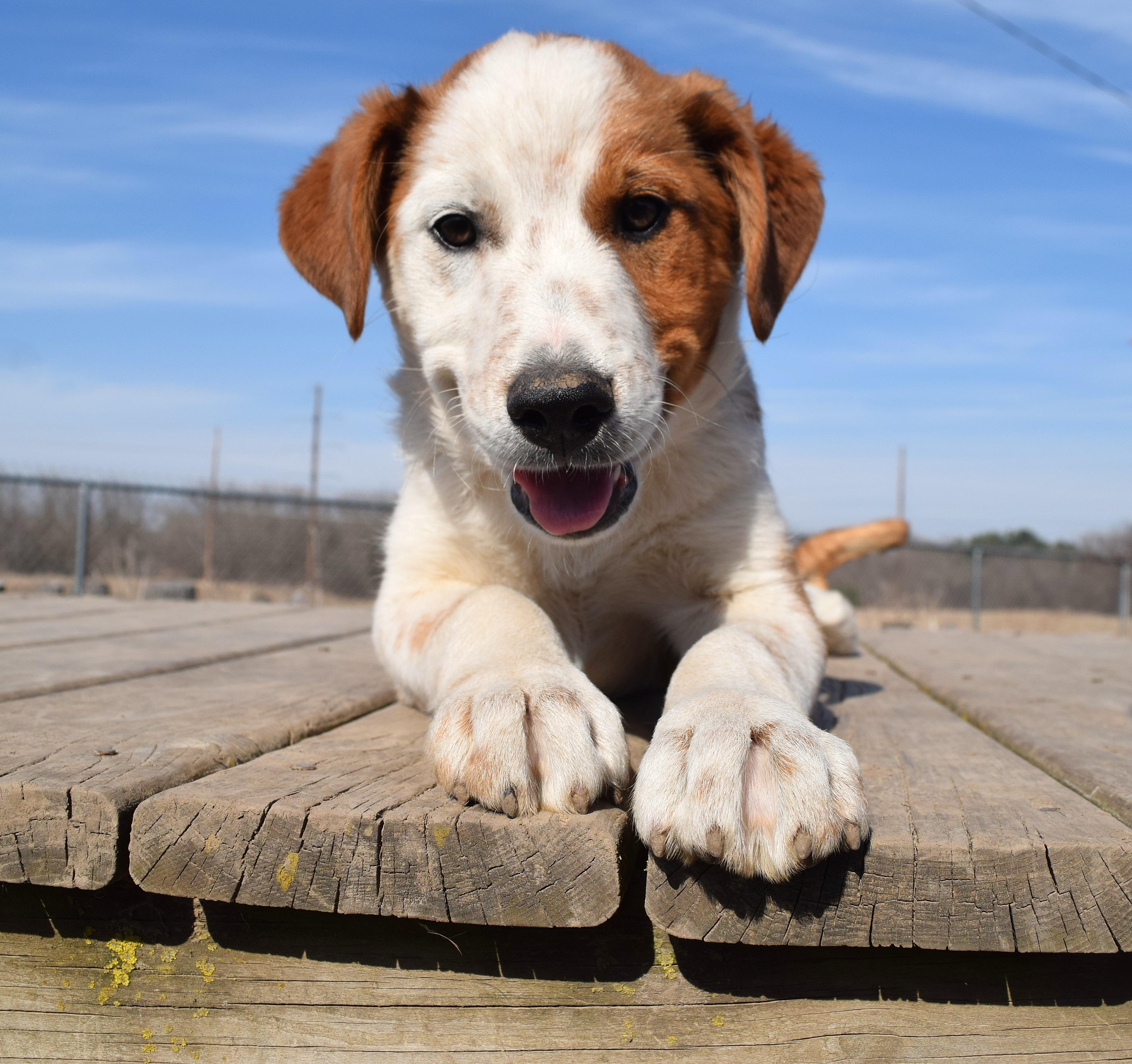 Athens, Adoptable, Puppy Male Australian Cattle Dog / Blue Heeler.