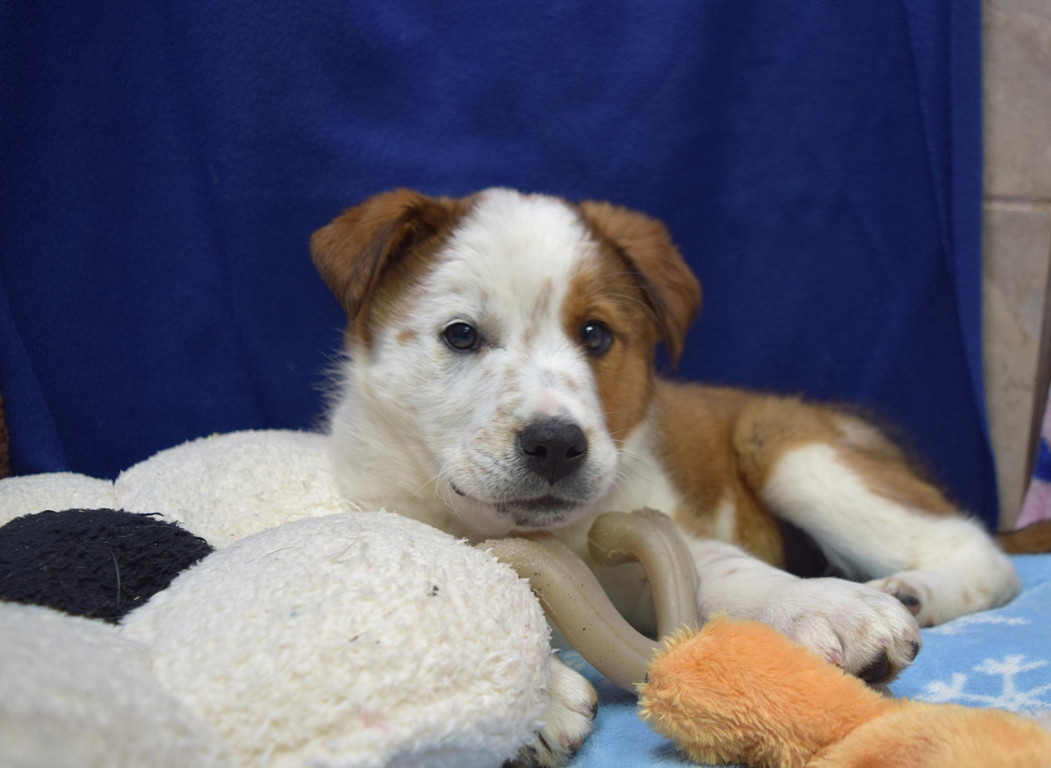 Enlarge Athens, a Adoptable mixed breed in Tomah, WI image 3/4