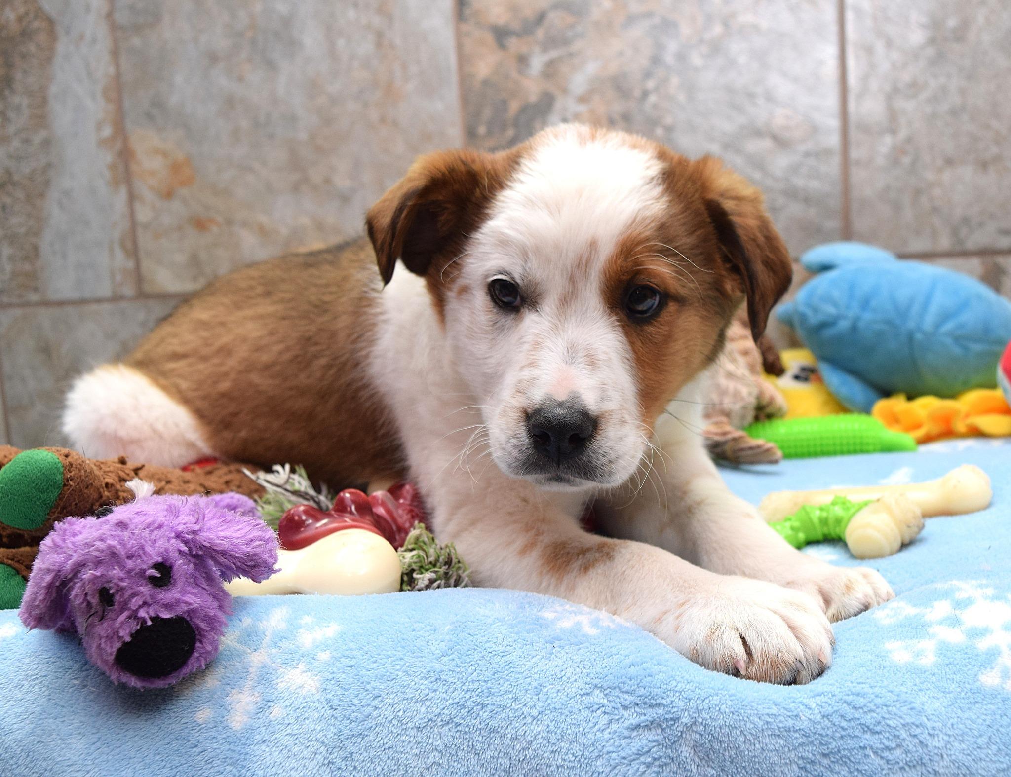 Enlarge Athens, a Adoptable mixed breed in Tomah, WI image 4/4