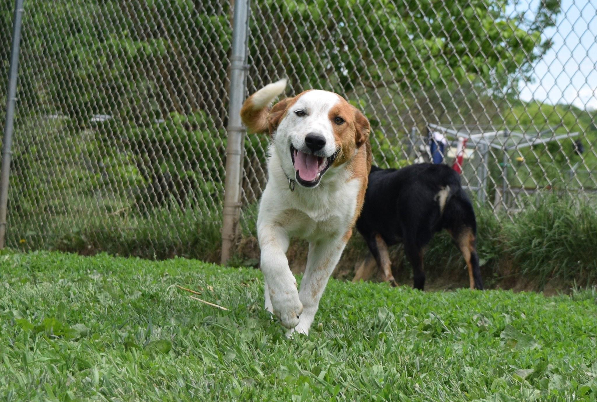 Athens, a Adoptable mixed breed in Tomah, WI image 2/6